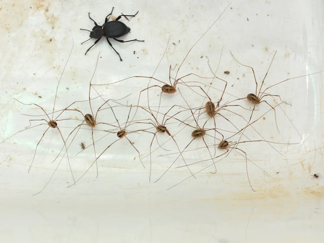 Adaptations Of Black Widow Spiders To Their Habitats