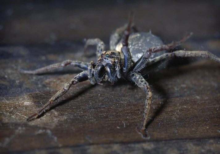 Adaptations Of Wolf Spiders In Tropical Regions