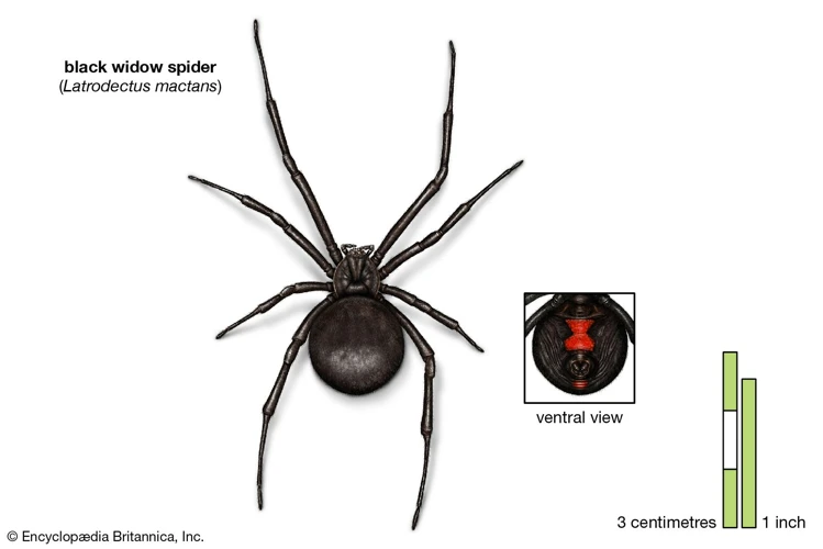 Anatomy Of Black Widow Spiders