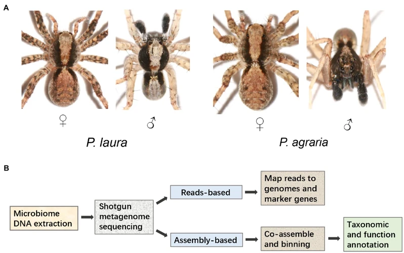 Anatomy Of Wolf Spiders