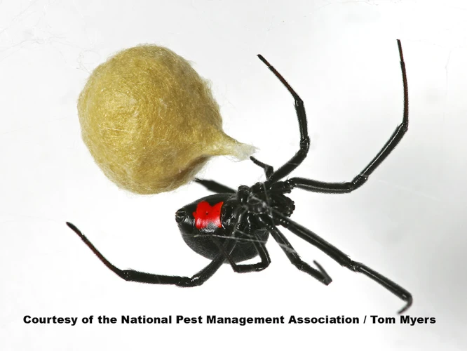 Appearance Of Black Widow Spiderlings