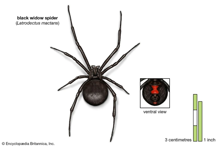 Appearance Of Black Widow Spiders