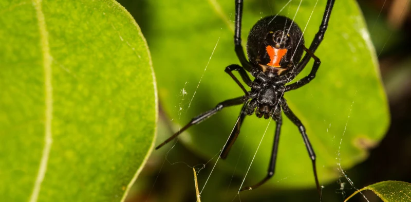 Behavior And Natural Habitat Of Black Widow Spiders