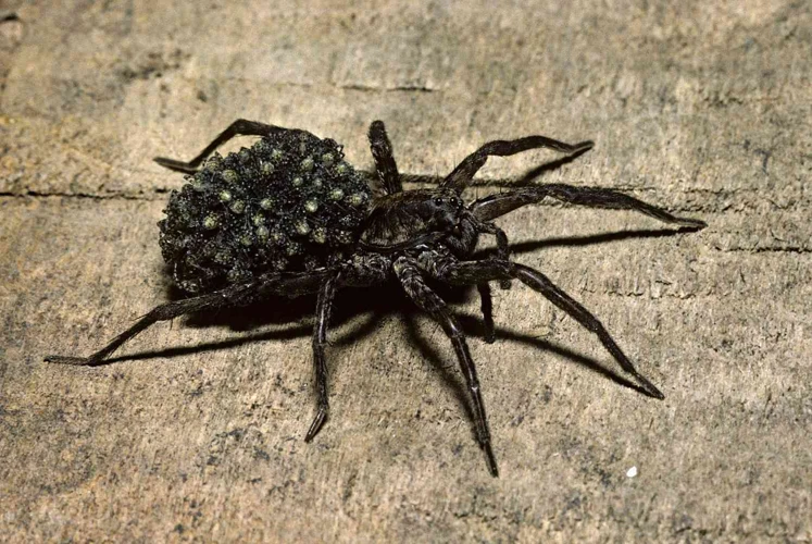 Understanding the Unique Physical Features of Wolf Spiders