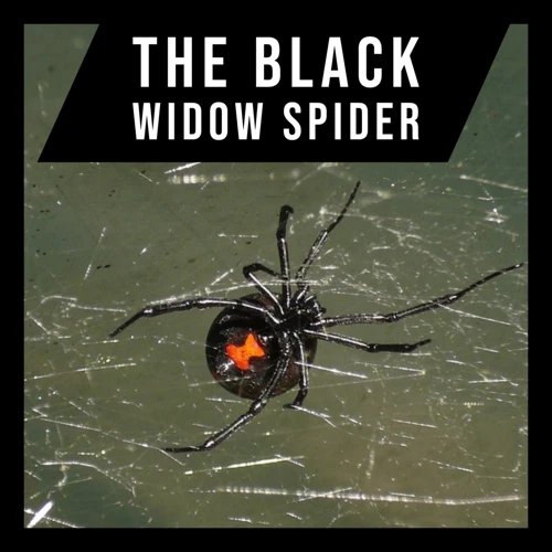 Behavioral Traits Of Black Widow Spiderlings