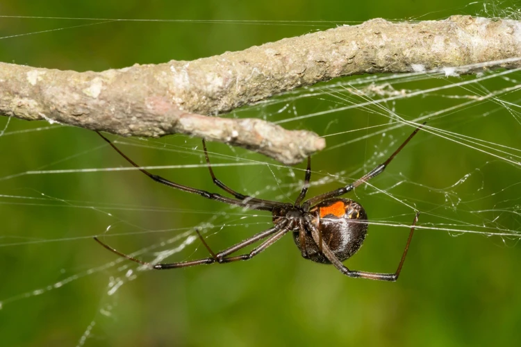 Benefits Of Professional Pest Control For Black Widow Spiders