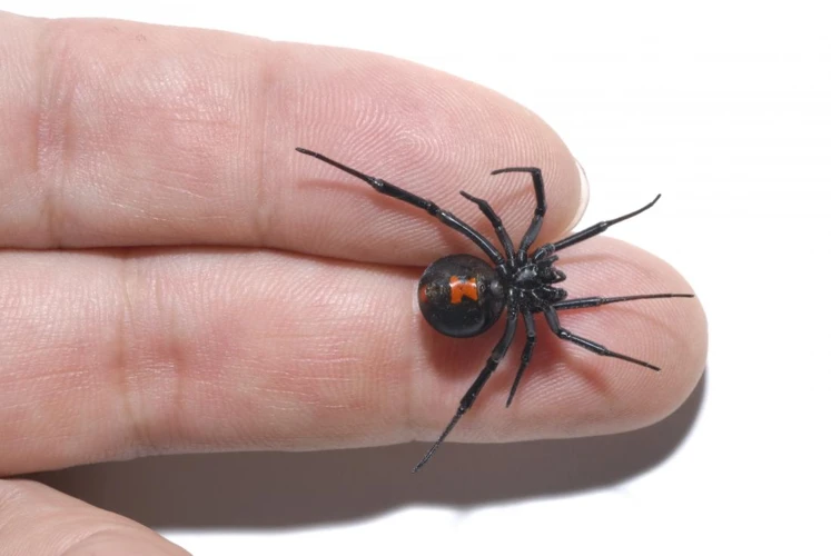 Black Widow Spider Bite