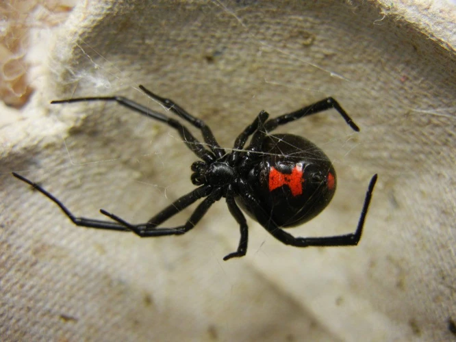 Black Widow Spider Defense Mechanisms