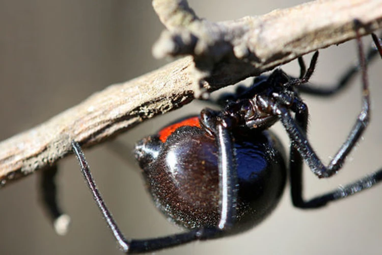 Black Widow Spider Egg-Laying Process