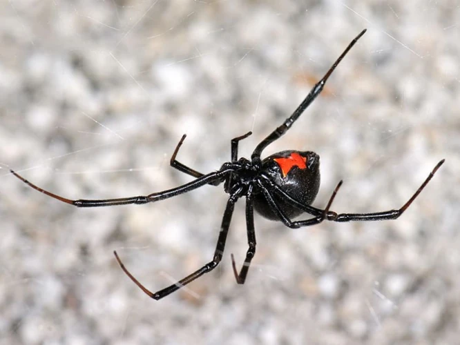 Black Widow Spider Feeding Habits