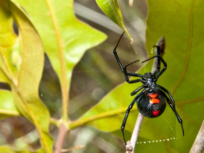 Black Widow Spider Geographic Range