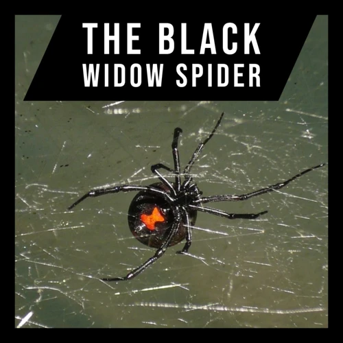 Black Widow Spider Habitat Preferences