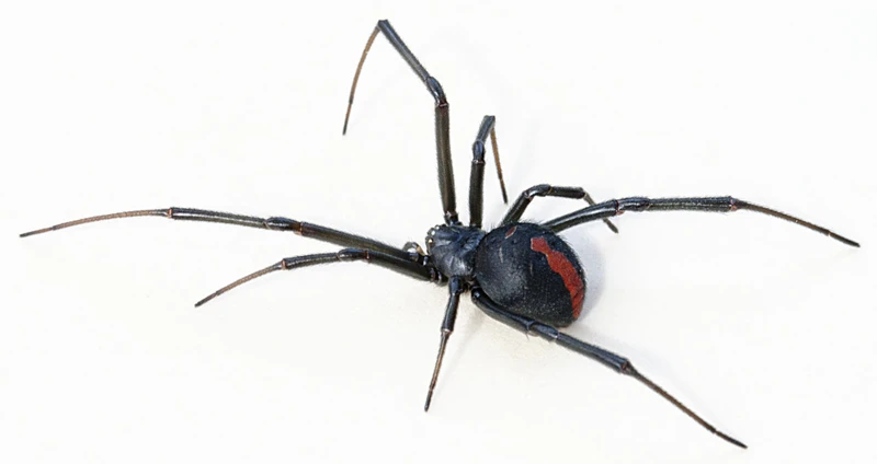 Black Widow Spider Pheromones