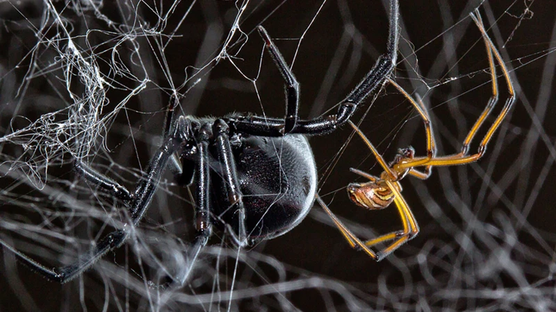Black Widow Spider Reproduction