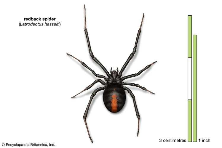 Black Widow Spider'S Reproduction System