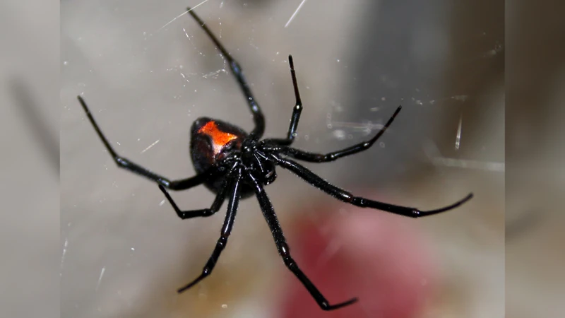 Black Widow Spider Territorial Behaviour