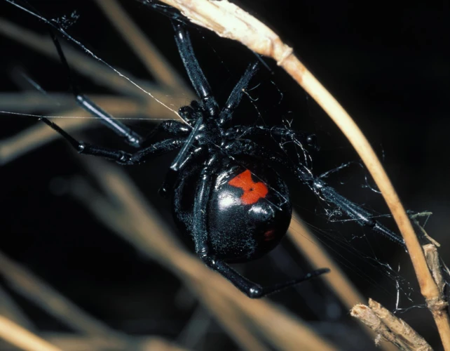 Black Widow Spider Web Construction