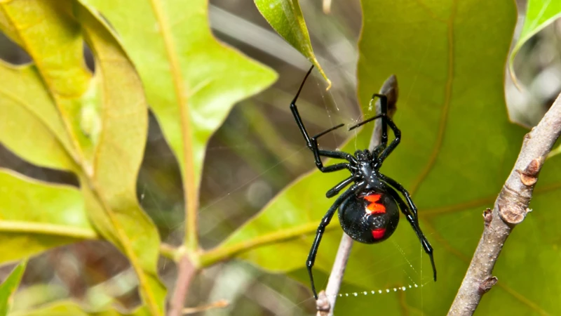 Black Widow Spiders And Their Habitat