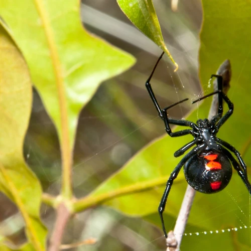 Black Widow Spiders