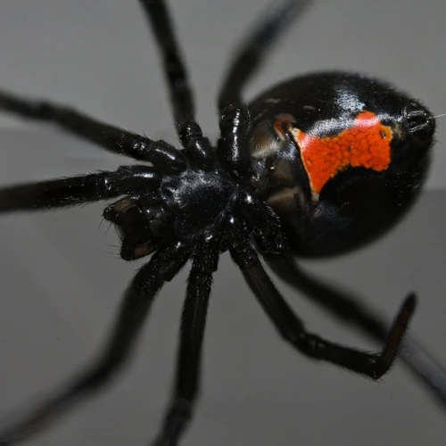 Black Widow Spiders' Hunting Techniques After Dark