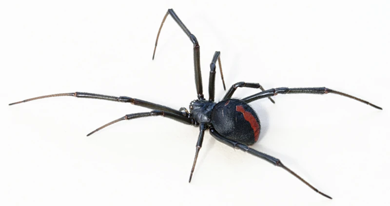 What Do Black Widow Spiders Eat in Different Regions of the World?