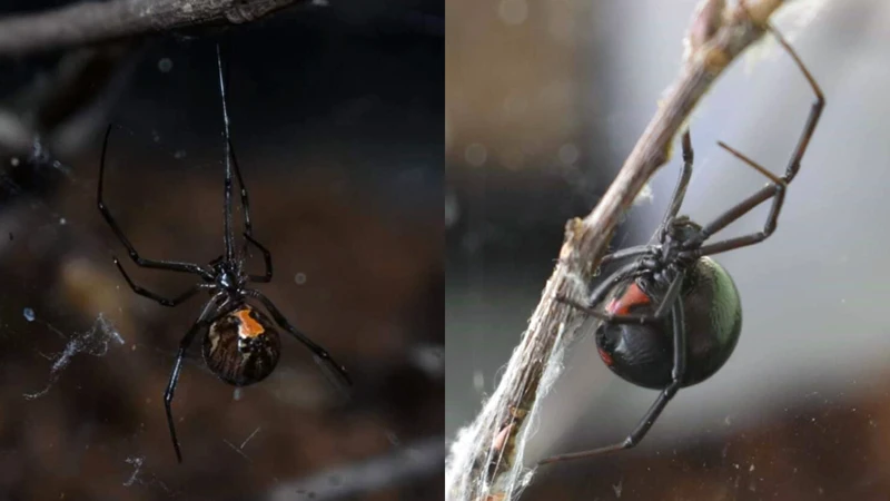 Black Widow Spiders In Suburban Areas