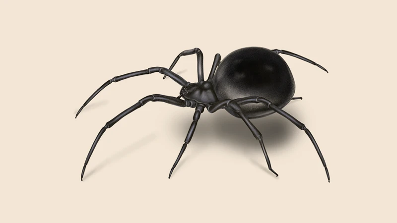 Black Widow Spiders' Nocturnal Behavior