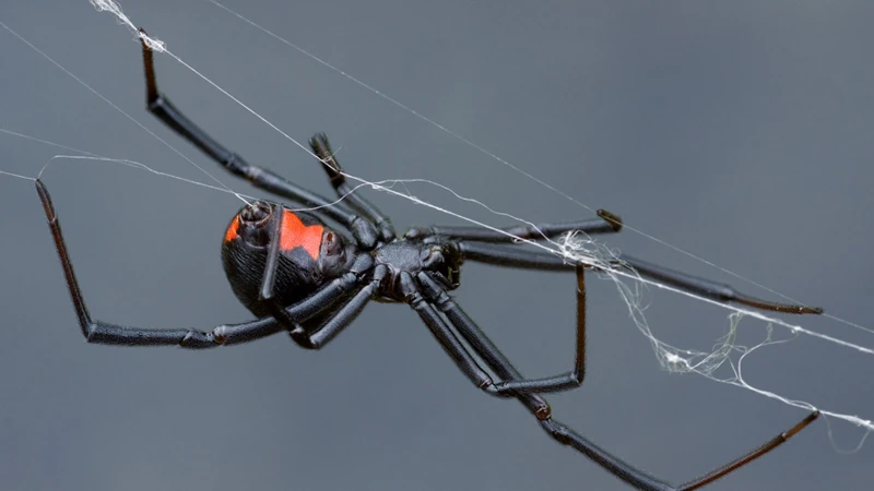 Can A Black Widow Spider Bite Kill You?