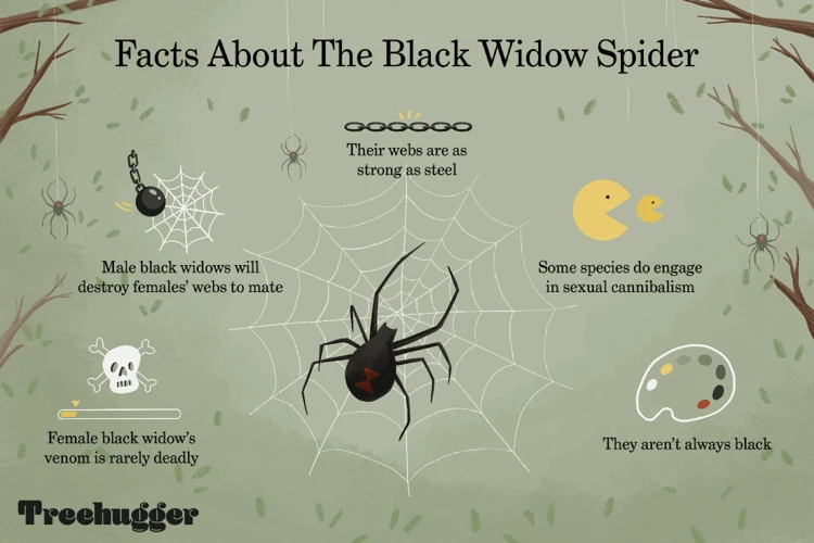 Characteristics Of Black Widow Spider Webs