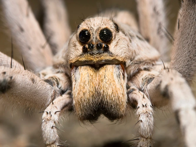 Climate Change And Its Effects On Wolf Spiders