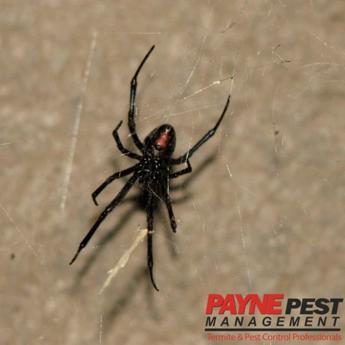 Clutter And Black Widow Spiders: The Attraction