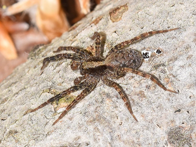 Coloration In Wolf Spiders