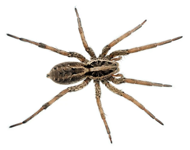 Common Wolf Spider Species And Their Coloration