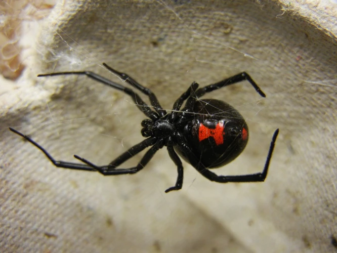 Communication Signals In Black Widow Spider Territoriality
