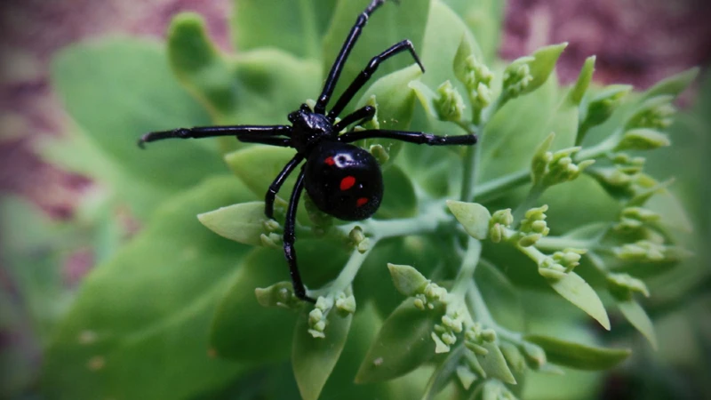 Comparing And Contrasting Black Widow Spider Courtship Rituals