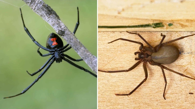 Comparison With Other Spider Species