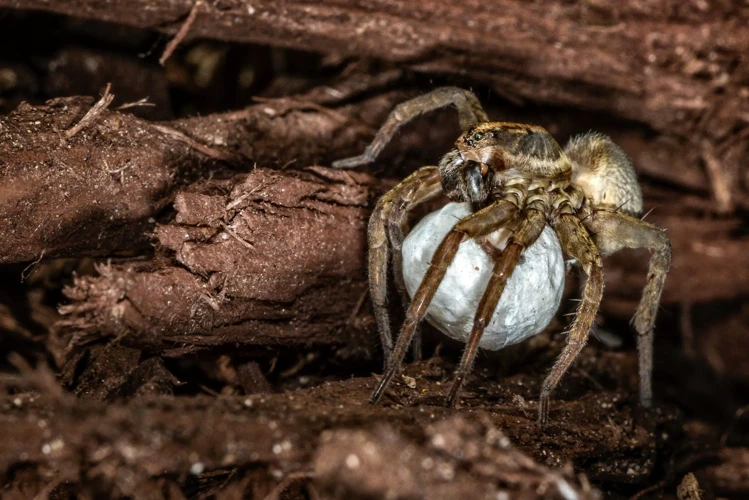 Consequences Of Habitat Loss For Wolf Spiders