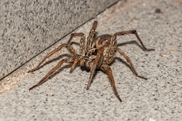 Consequences Of Loss Of Habitat For Wolf Spiders