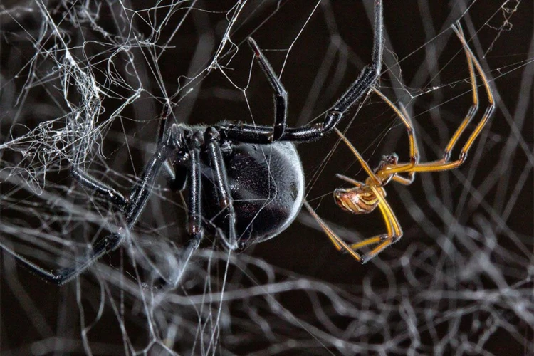 Courtship Behavior Of Black Widow Spiders