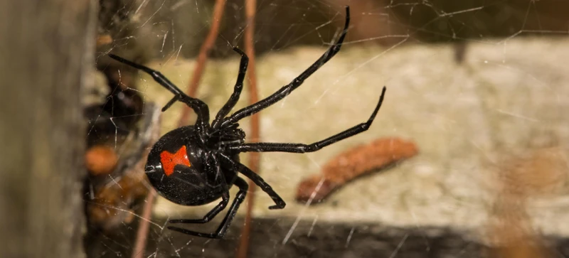 Creating A Black Widow Spider Prevention Plan With Professional Pest Control