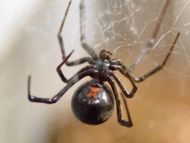 Dangers Of Black Widow Spiders