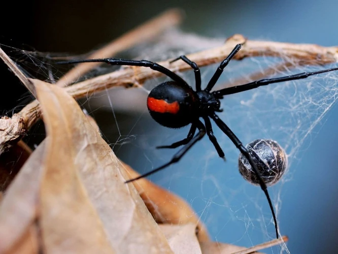 Dangers Of Black Widow Spiders