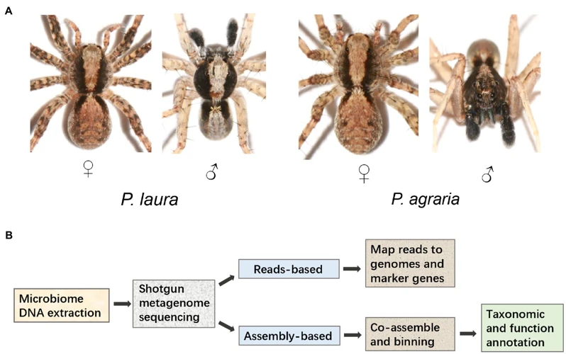 Ecological Importance Of Wolf Spiders