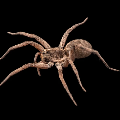 Ecological Significance Of Wolf Spiders