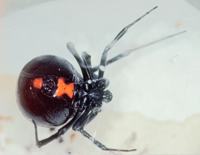 Economic Importance Of Black Widow Spiders