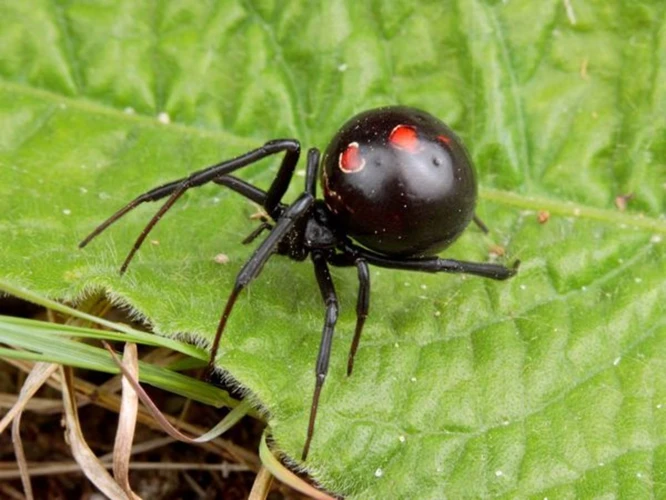 Egg Formation In Black Widow Spiders