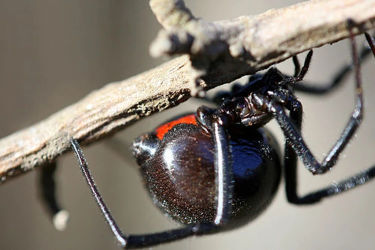 Egg Laying Process In Black Widow Spiders