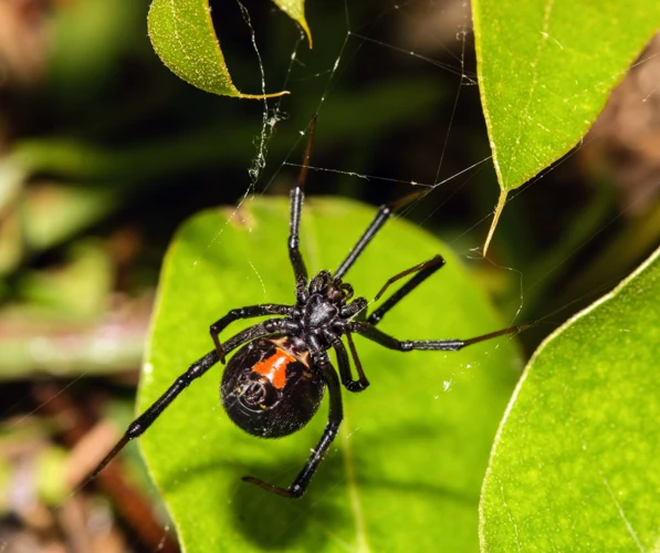 Environmental Factors Affecting Black Widow Spider Behavior