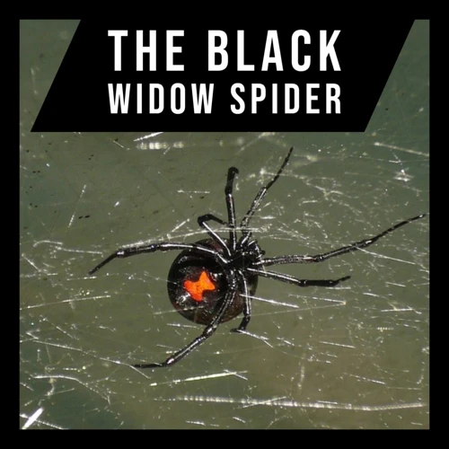 Environmental Factors That Affect Black Widow Spider Mating Behavior