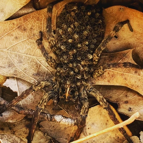 Environmental Impacts On Wolf Spider Parenting